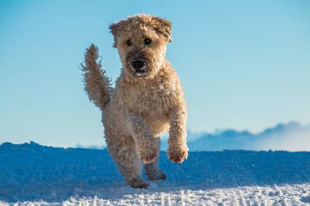 47. Which dog breed is this?
