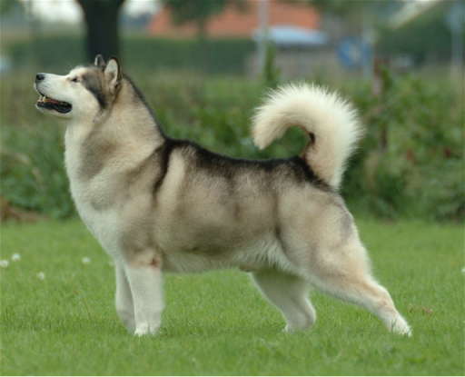 48. Which dog breed is this?