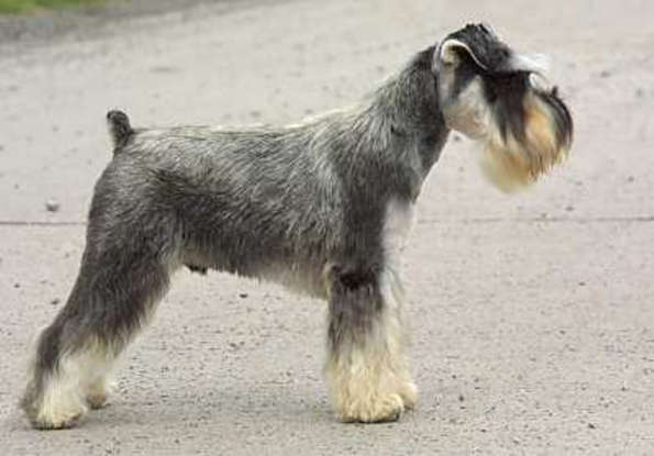 49. Which dog breed is this?