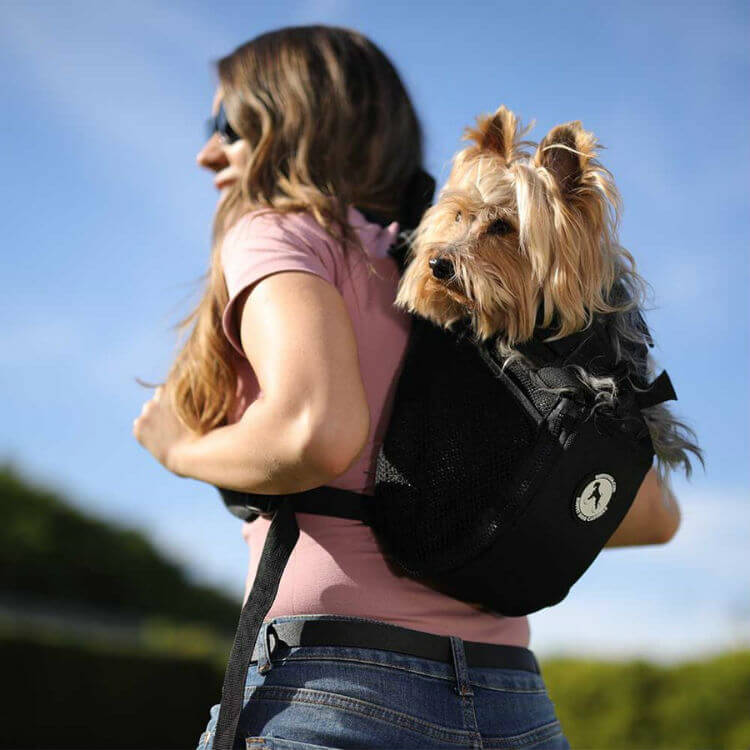 yorkie carrier