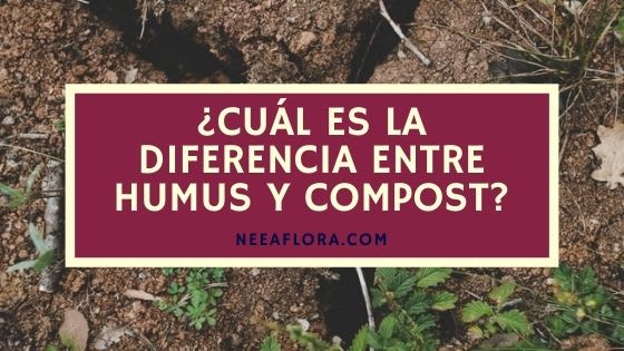¿Qué es el humus? y ¿Cuál es la diferencia entre compost y humus? - Blog Neea Flora