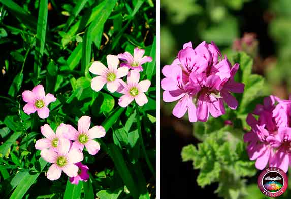 Cuanta Luz Necesitan Tus Plantas Plantas De Interior Y Exterior