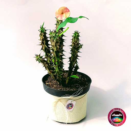 Planta Corona De Cristo Euphorbia Milii 14cm Matera Plastica