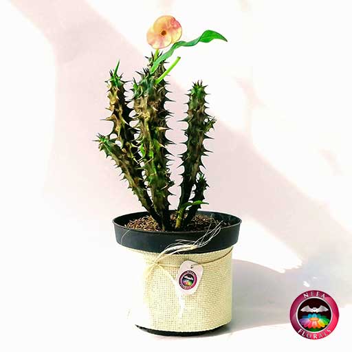 Planta Corona De Cristo Euphorbia Milii 14cm Matera Plastica