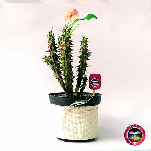 Planta Corona De Cristo Euphorbia Milii 14cm Matera Plastica