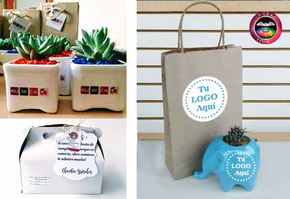 Plantas para regalos corporativos ecológicos: plantas, materas personalizadas promocionales Bogotá y otras ciudades.
