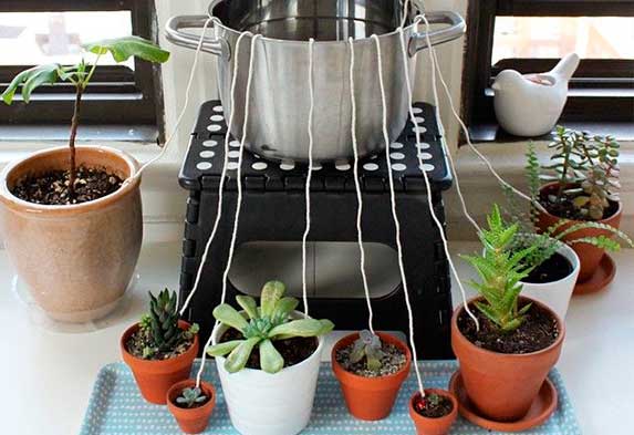 Â¿CÃ³mo regar tus plantas si te vas de vacaciones? Regar plantas con Hilo. Neea Flora