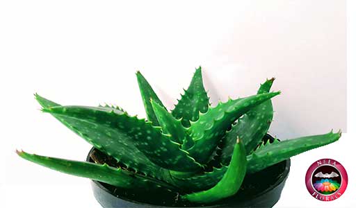 Sábila Aloe vera con sus hojas súper carnosas!