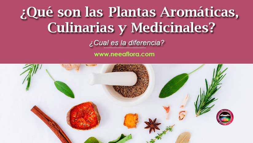 ¿Qué son las plantas aromáticas, culinarias y medicinales? ¿Cual es la diferencia?