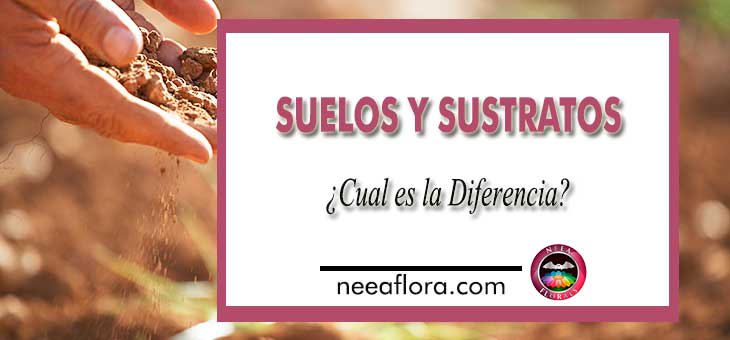 ¿Cual es la diferencia entre suelo y sustrato? Blog Neea Flora