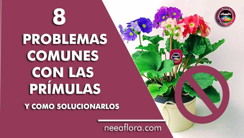 8 problemas comunes con las prímulas o primaveras y como solucionarlos - blog Neea Flora