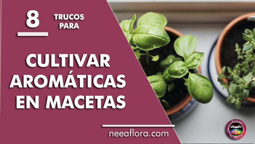 8 trucos para cultivar plantas aromáticas en macetas - Blog Neea Flora