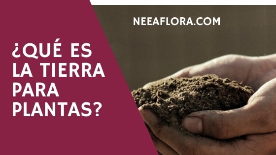 Qué es la tierra para plantas Blog Neea Flora