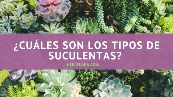 ¿Cuáles son los tipos de suculentas? Blog Neea Flora
