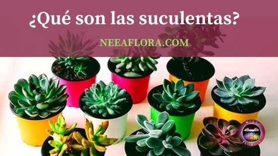 Qué son las plantas suculentas blog Neea Flora