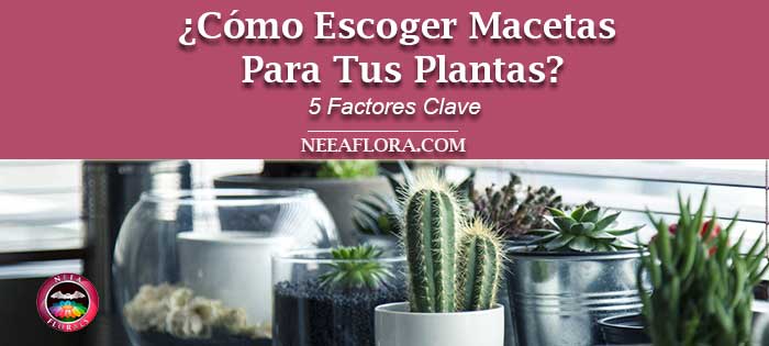 Post cómo elegir macetas para tus plantas 5 factores clave. Neea Flora