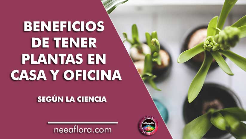 Los beneficios de tener plantas en casa o en tu lugar de trabajo, según la ciencia Neea Flora