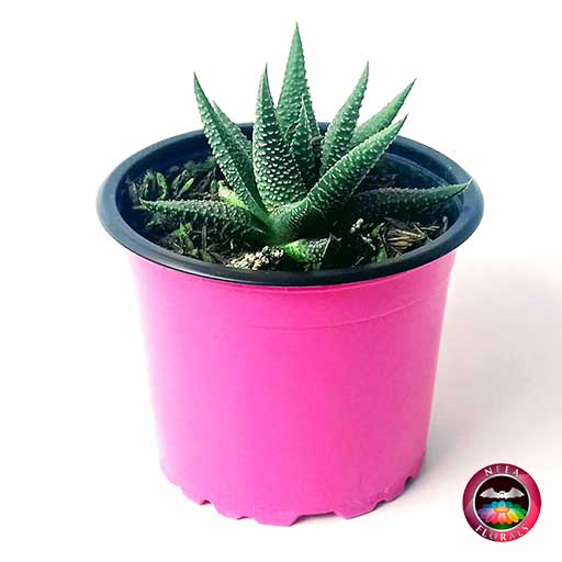 Suculenta zebra Haworthia zebra 9cm • Neea Flora - Plantas ...