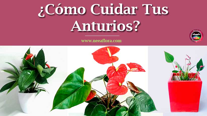 Artículo Cómo cuidar tus Anturios Anthurium blog Neea Flora