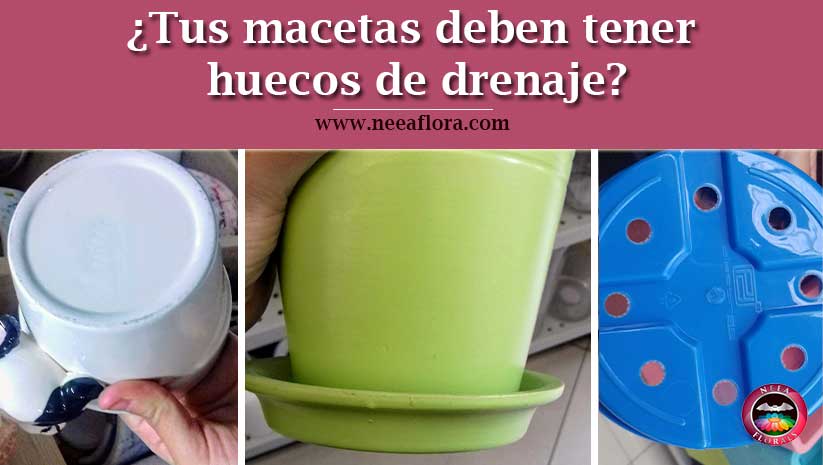 ¿Tus macetas deben tener huecos de drenaje? - Blog Neea Flora