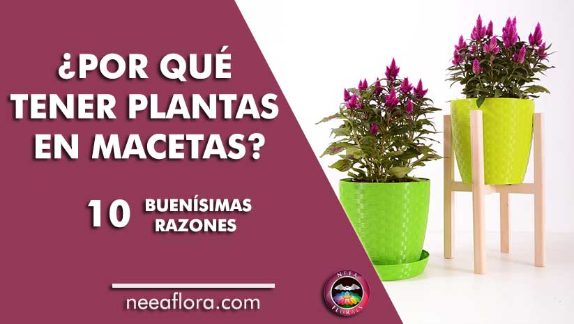 post por qué tener plantas en macetas 10 buenísimas razones Neea Flora