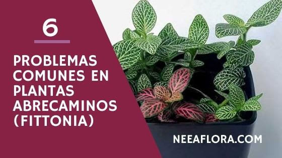 6 problemas comunes con las plantas abrecaminos o fitonias y cómo solucionarlos Neea Flora