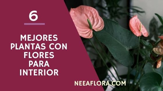 Las 6 mejores plantas de interior con flores para tu casa - Blog Neea Flora