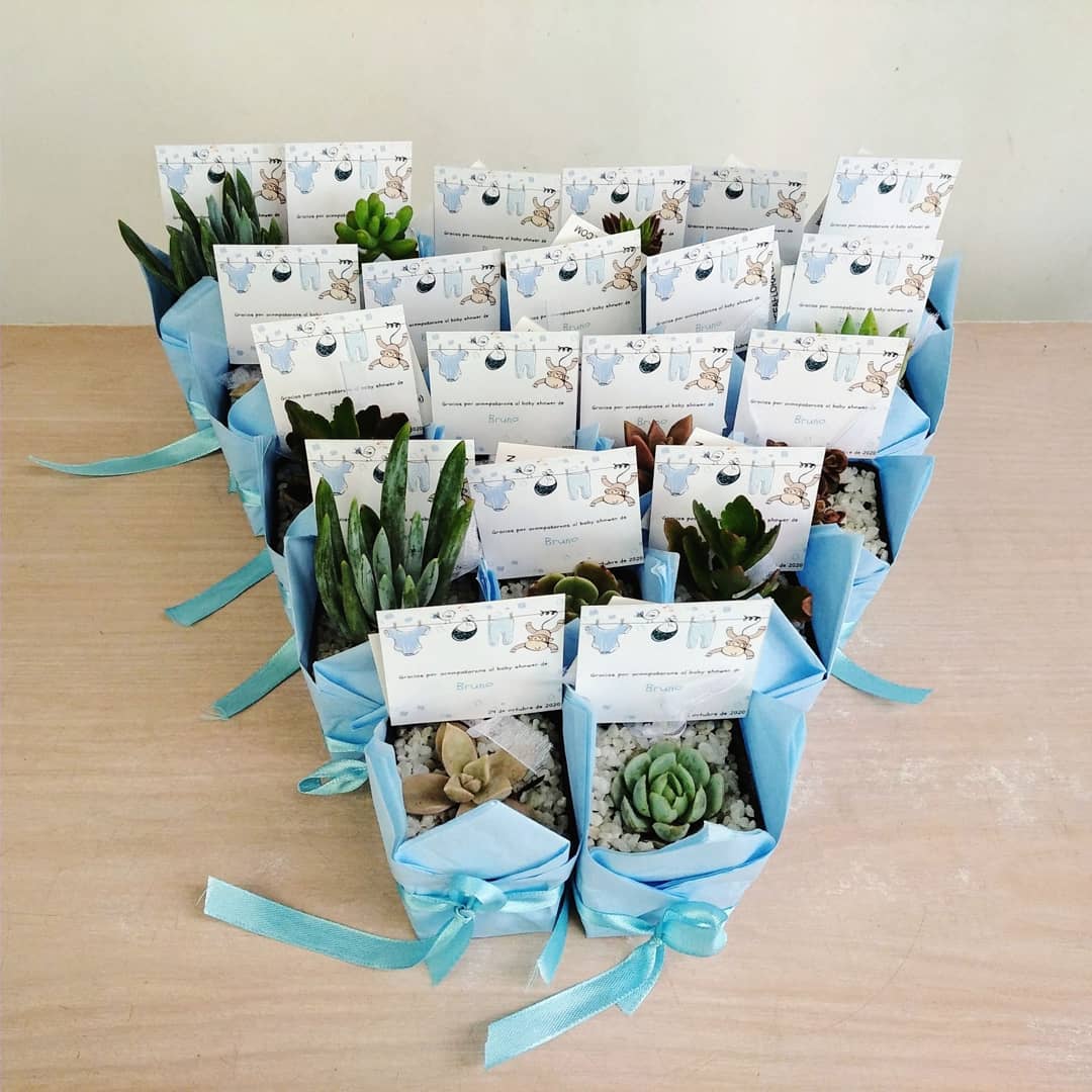 Suculentas para regalar bogota matera plástica P5 papel