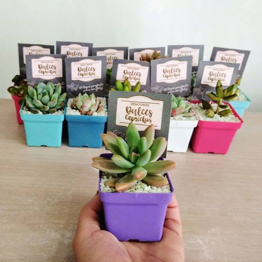 Regalar plantas de cumpleaños Bogotá: 5 razones para hacerlo - Detalles del  Campo