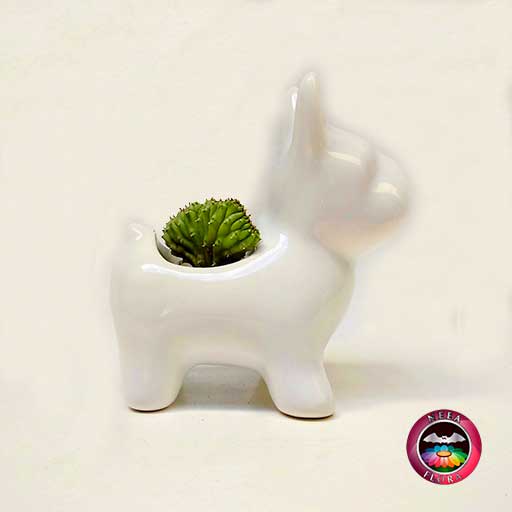 Suculenta maceta cerámica animales perro lateral Neea Flora