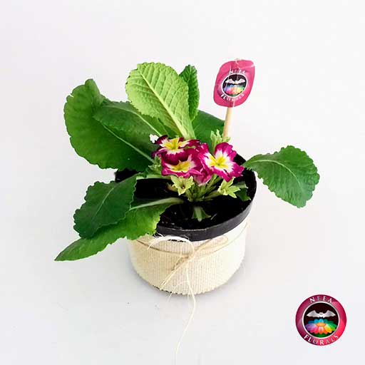 Planta primavera Primula obconica 10cm matera plástica yute diagonal Neea Flora