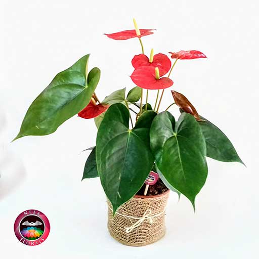 Anturio rojo Anthurium 14cm maceta plástica yute diagonal Neea Flora