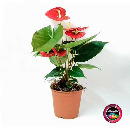 Planta anturio Anthurium andreanum matera plástica Neea Flora