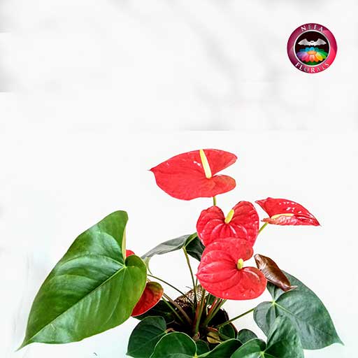 Anturio rojo Anthurium 14cm maceta plástica yute zoom Neea Flora