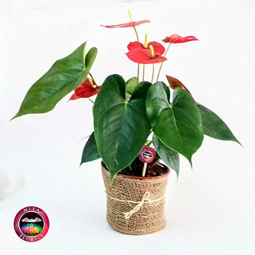 Anturio rojo Anthurium 14cm matera plástica yute frontal Neea Flora