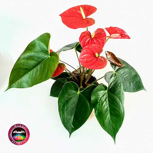 Anturio rojo Anthurium 14cm matera plástica yute superior Neea Flora