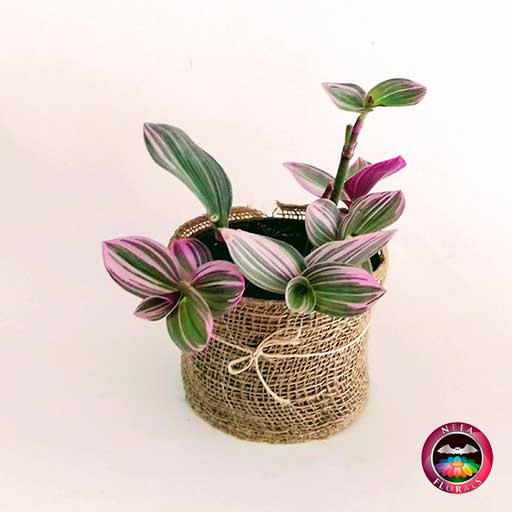 Planta canoa, barco, maguey morado Tradescantia spathacea 14cm matera plástica yute diagonal Neea Flora