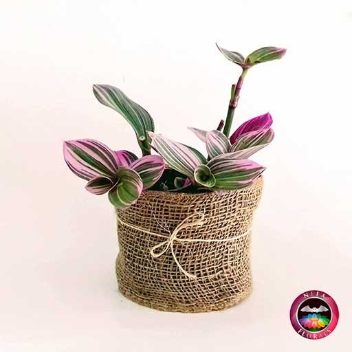 Planta Tradescantia spathacea 14cm matera plástica yute frontal Neea Flora