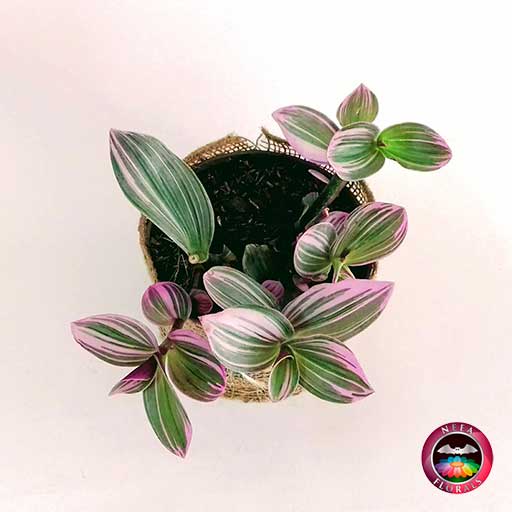 Planta rhoeo morado, reo Tradescantia spathacea 14cm matera plástica yute superior Neea Flora
