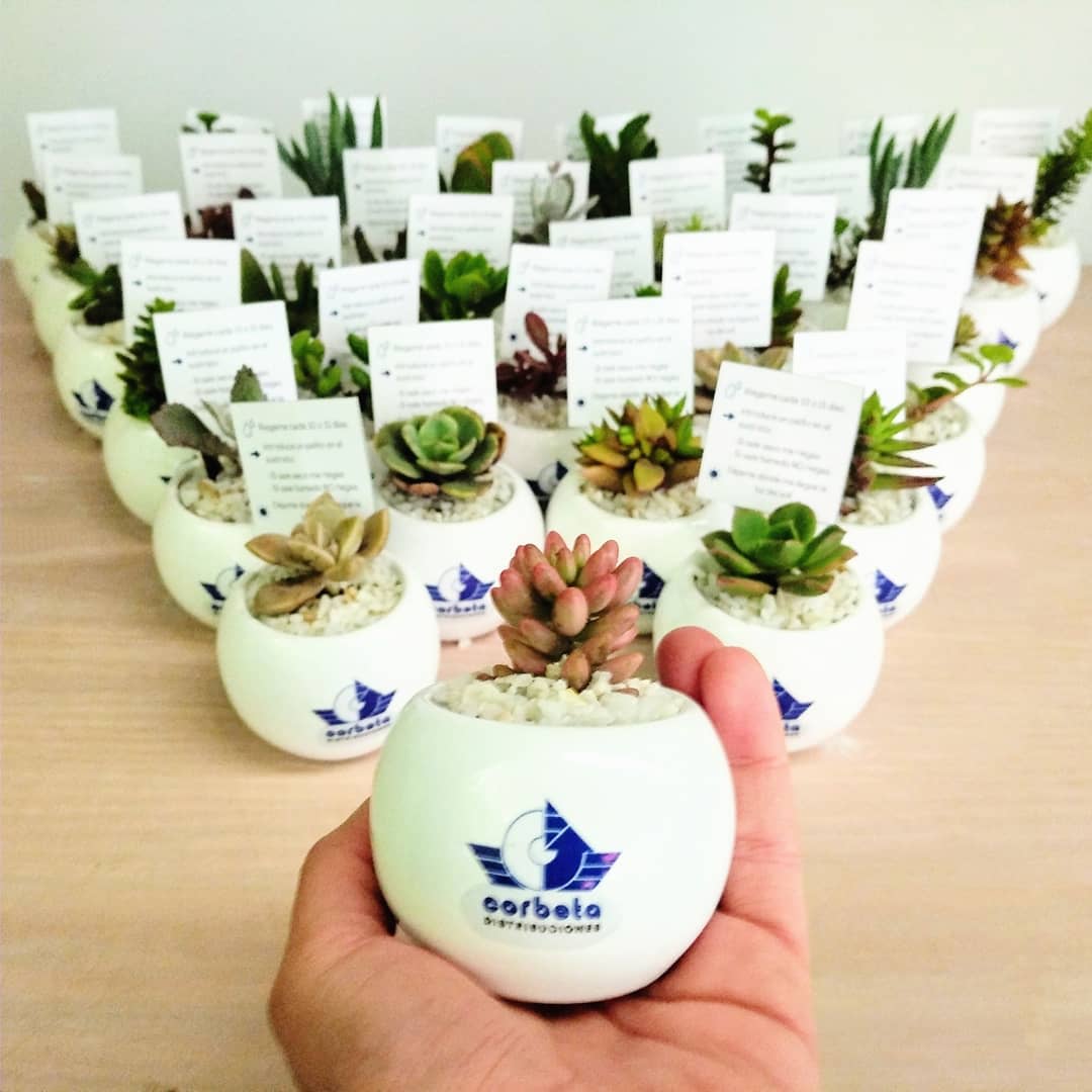 PLANTAS PARA REGALOS CORPORATIVOS: Plantas personalizadas