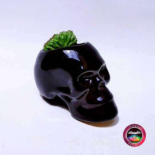 Suculenta matera cerámica calavera
