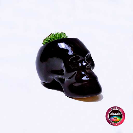 Suculenta maceta cerámica calavera