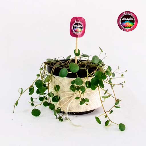 Planta centavito Peperomia 10cm matera plástica yute frontal Neea Flora