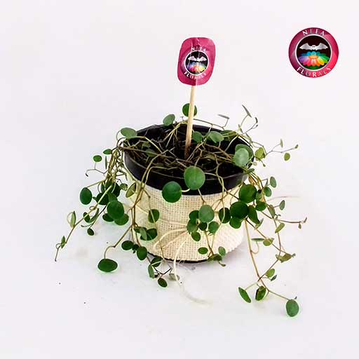 Planta centavito Peperomia 10cm matera plástica yute diagonal Neea Flora