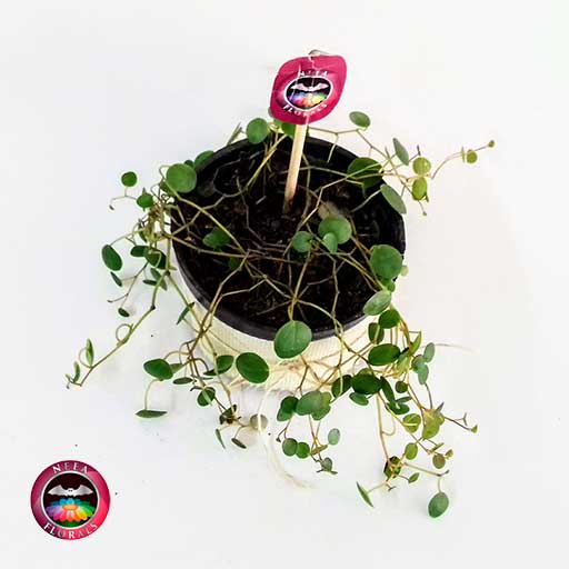 Planta centavito Peperomia 10cm maceta plástica yute superior Neea Flora