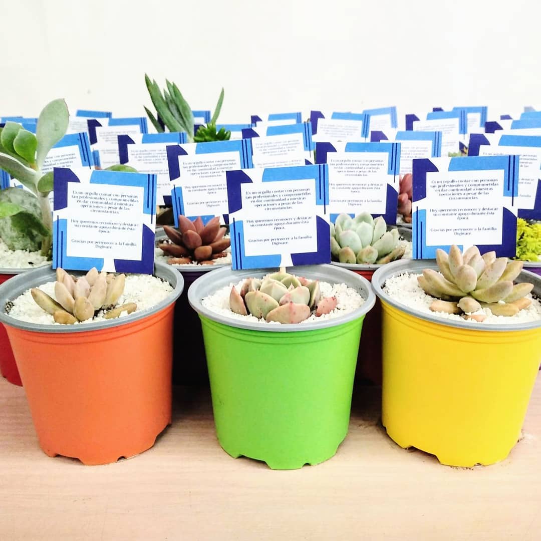 Obsequios empresariales suculentas materas plásticas P9 colores