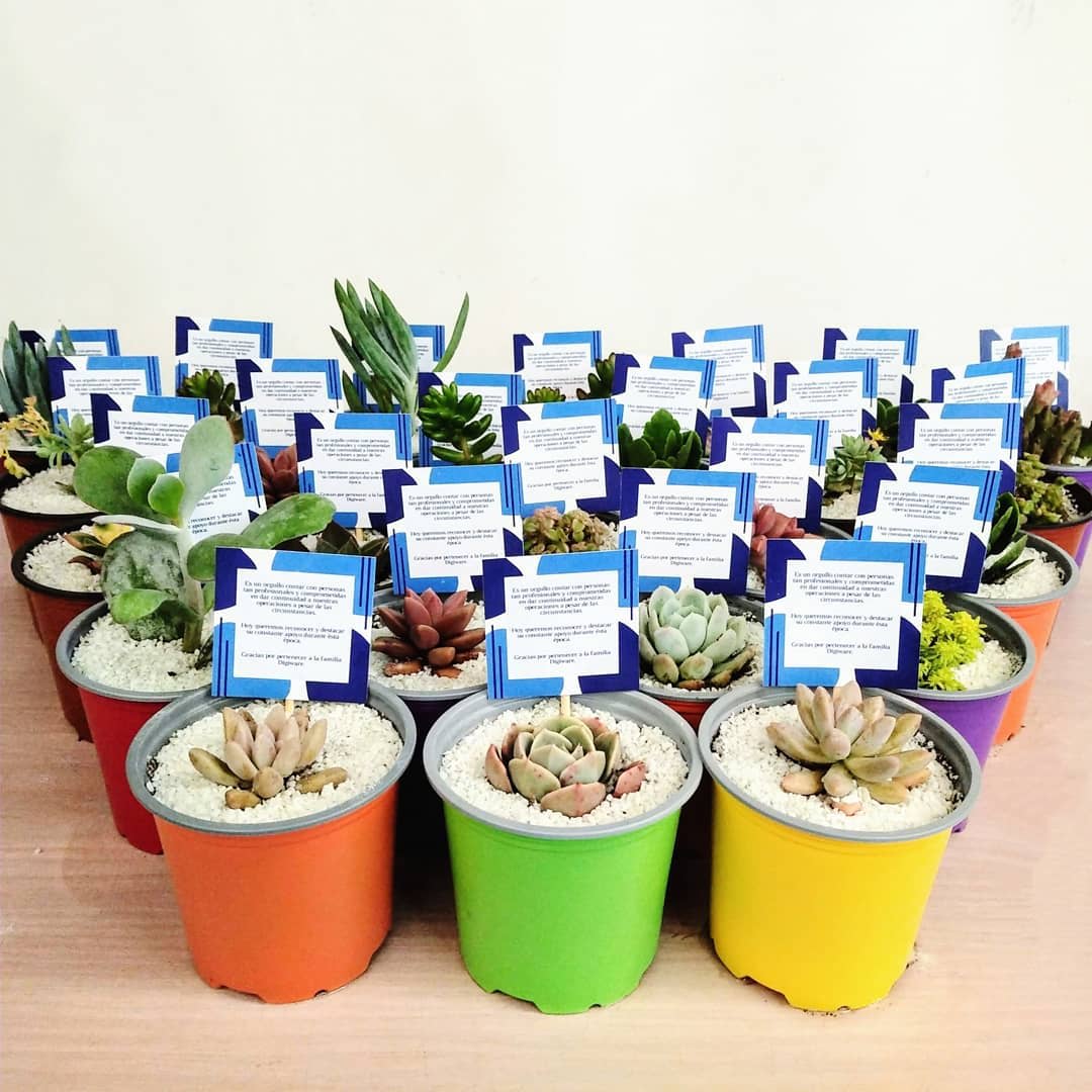 Suculentas recordatorios matera plástica 9cm colores - Imagen 4