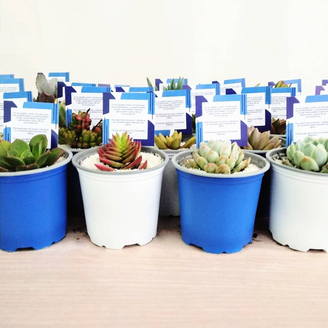Recordatorios empresariales suculentas materas plásticas P9