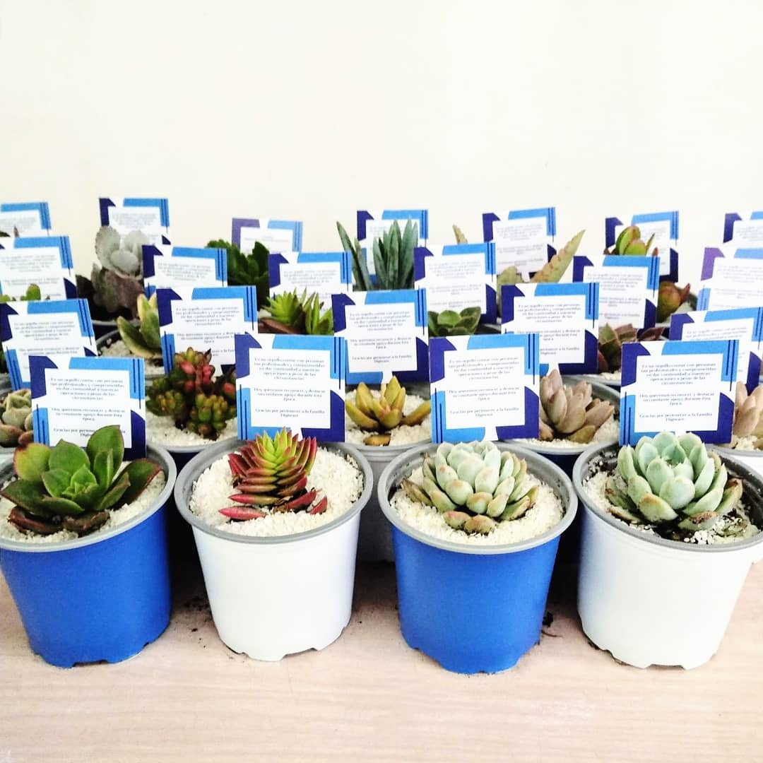 Recordatorios para empresas suculentas matera plástica P9