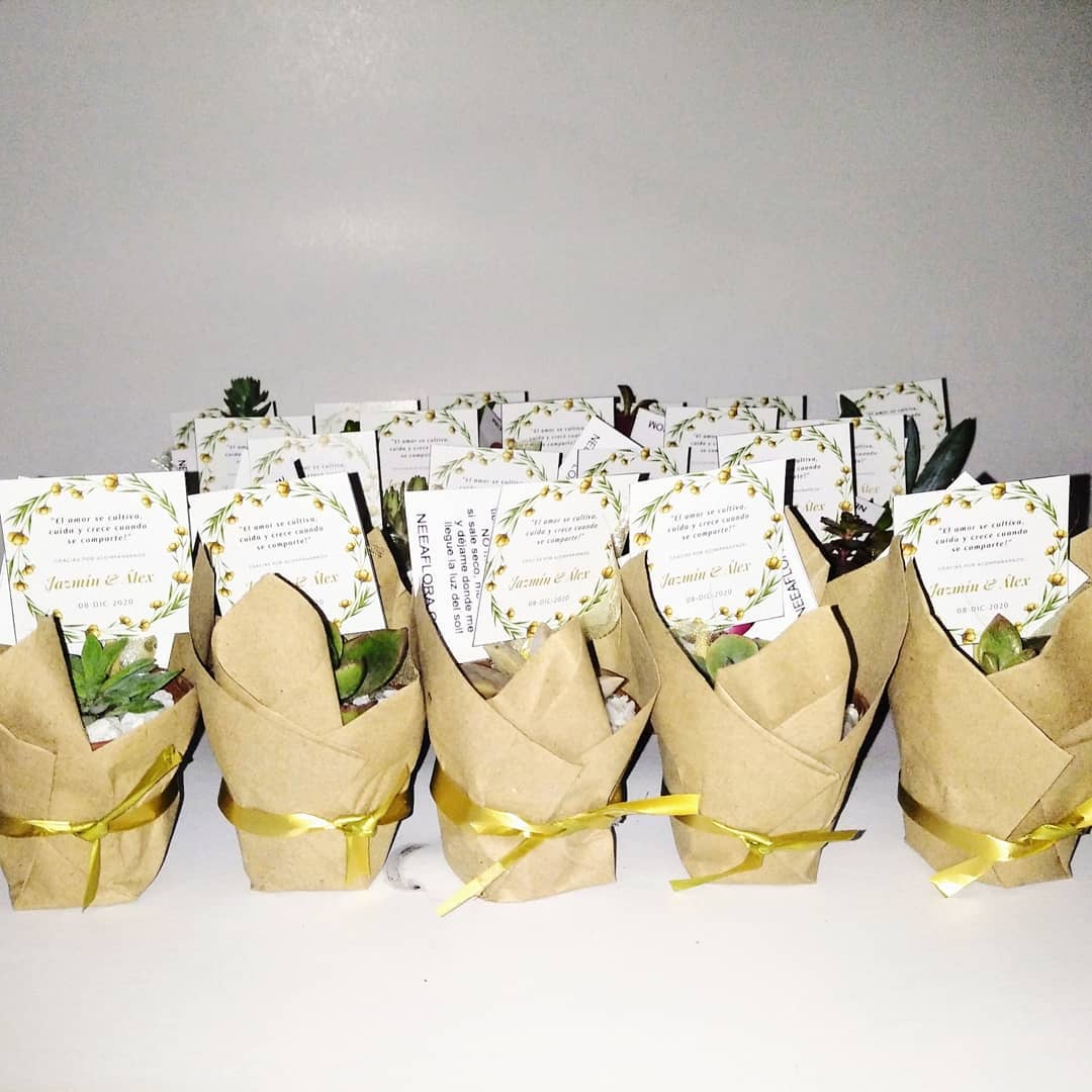 Suculentas para regalar bogotá maceta plástica P5 papel Neea Flora